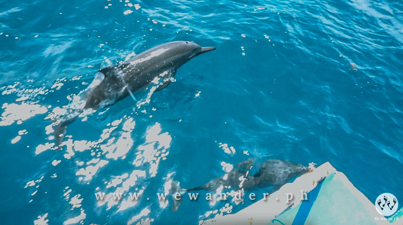 long snouted spinner dolphin