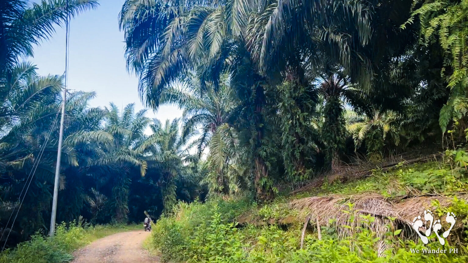 La Palmera Mountain Ridge: Sultan Kudarat’s Majestic Mountain Views ...